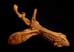 boxwood_maize_serpent_mouse