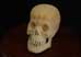 miniature_skull
