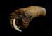 saber-tooth_tiger_knife_handle